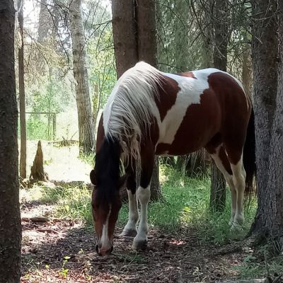 Our horse Sally standing in a field